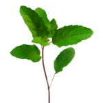 tulsi leaf sm